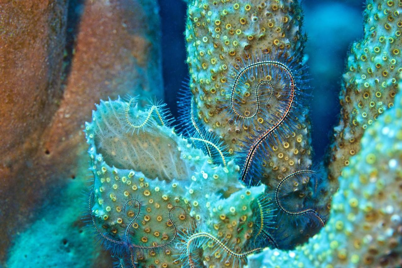 Seagrape Plantation Resort & Dive Center Вест-Енд Екстер'єр фото